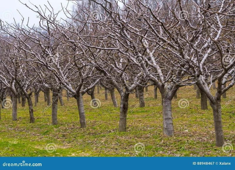 Armamar: Apple Orchard Tour with Lunch and Tastings - The Variety of Apple Plantation Pruning Techniques