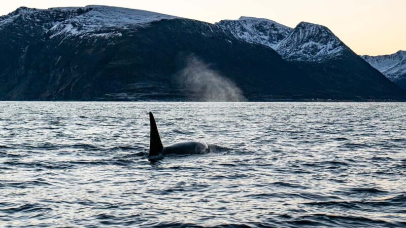 Arnøya: Whale Watching Safari - Key Points