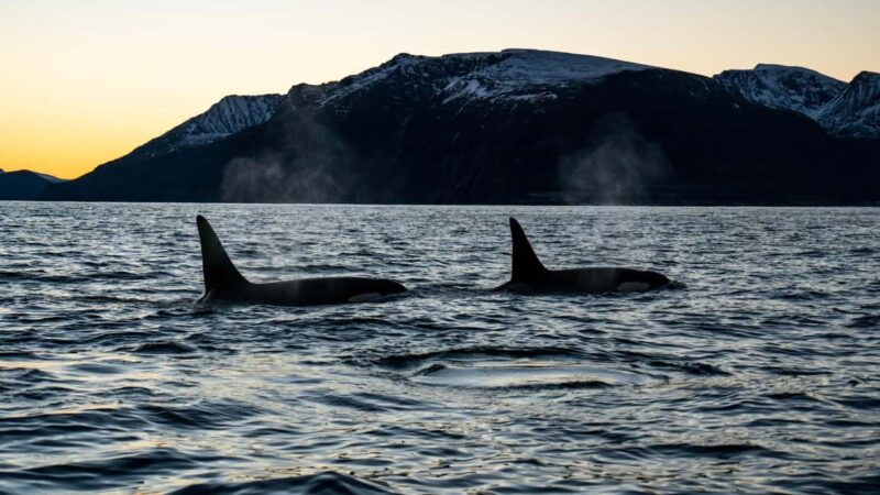 Arnøya: Whale Watching Safari - The Arctic Whale Hunt: Humpbacks and Orcas in Action
