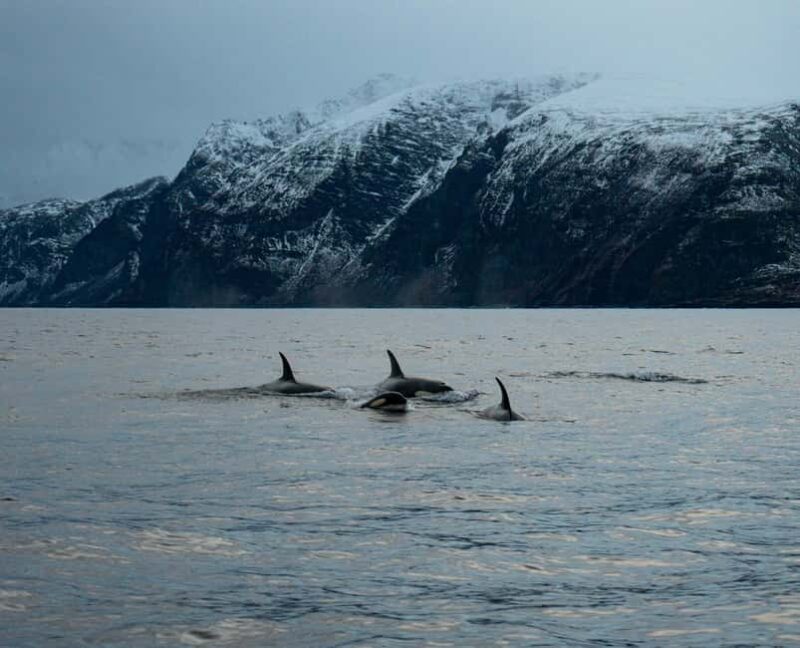 Arnøya: Whale Watching Safari - Timing and Booking Flexibility