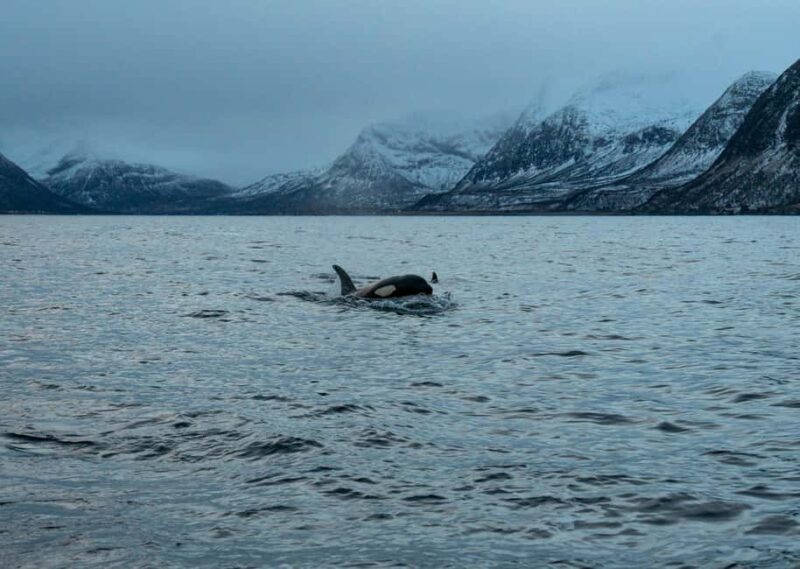 Arnøya: Whale Watching Safari - What to Bring for the Arctic Whale Safari