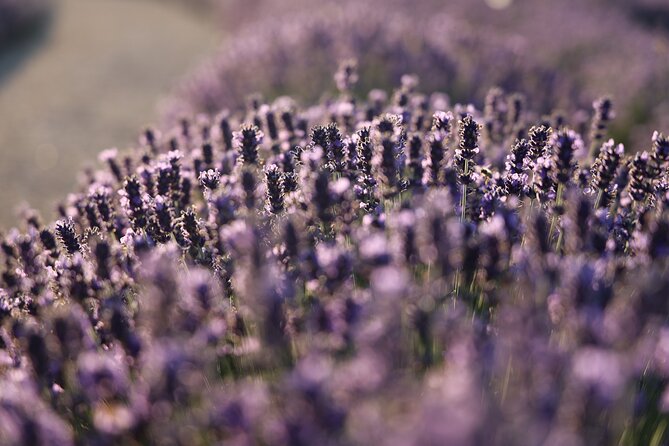 Aroma sampling of 5 Bulgarian Lavender varieties at DiVes Winery - Visiting Bulgaria’s Lavender Fields at DiVes Winery