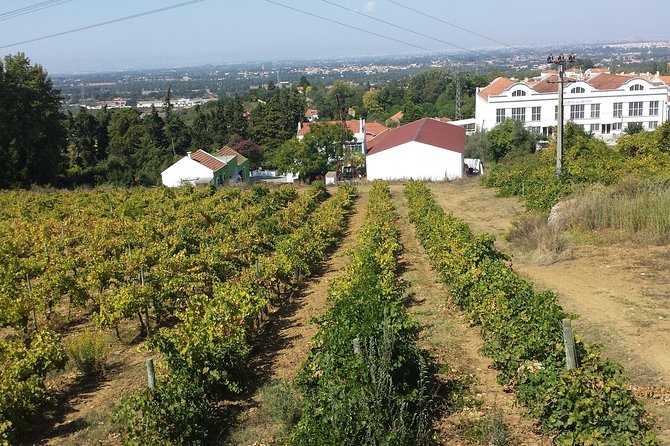 Arrábida culture, wine and gastronomic experience - Key Points