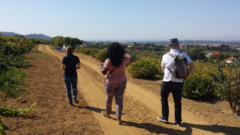 Arrábida: Full-Day Private Tour with Wine Tasting - What Sets This Tour Apart from Others