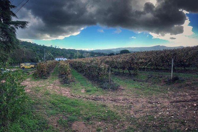 Arrábida Palmela Azeitão Private Tour - W/ Wine Tasting & Tapas - Experiencing Handcrafted Azulejos in Azeitao
