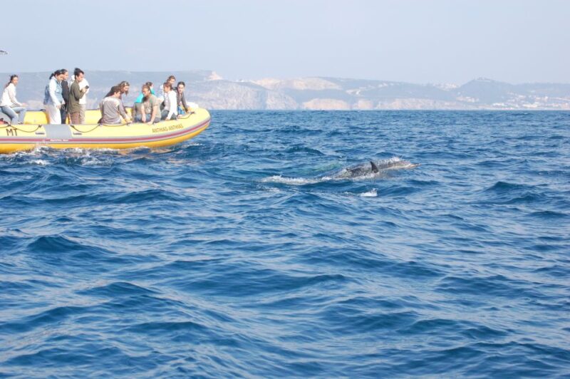 Arrábida - Sesimbra: Dolphin Watching - Discover Dolphins in Their Natural Habitat with a Sustainable Twist