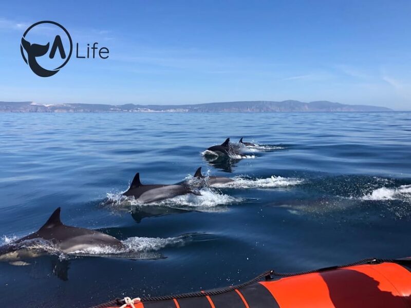 Arrábida - Sesimbra: Dolphin Watching - Collecting Plastic in the Ocean: Making a Real Impact