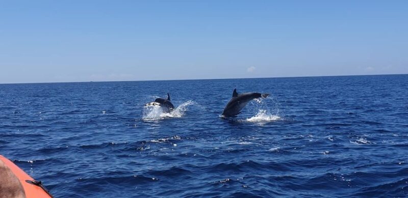 Arrábida - Sesimbra: Dolphin Watching - Safety and Conservation Notes