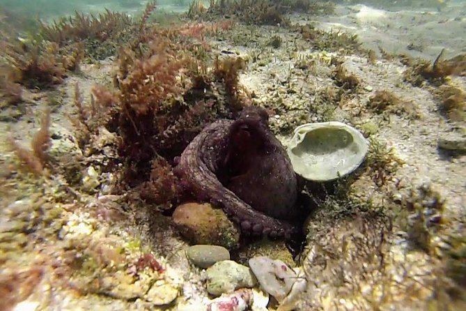 Arrábida Snorkeling Adventure with Transfer from Lisbon - Beach Stops and Coastal Perspectives