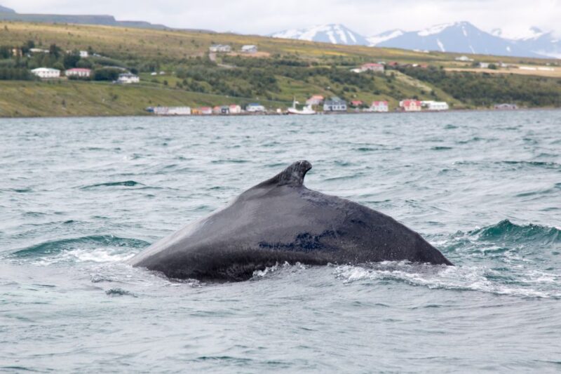 Árskógssandur: Whale-Watching Boat Trip - Key Points