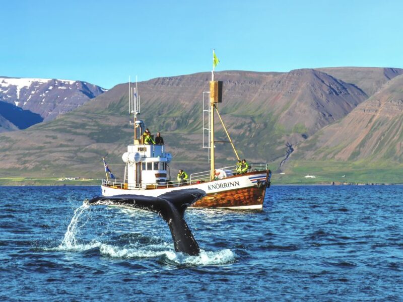 Árskógssandur: Whale-Watching Boat Trip - Árskógssandur: A Perfect Starting Point for Whale Watching