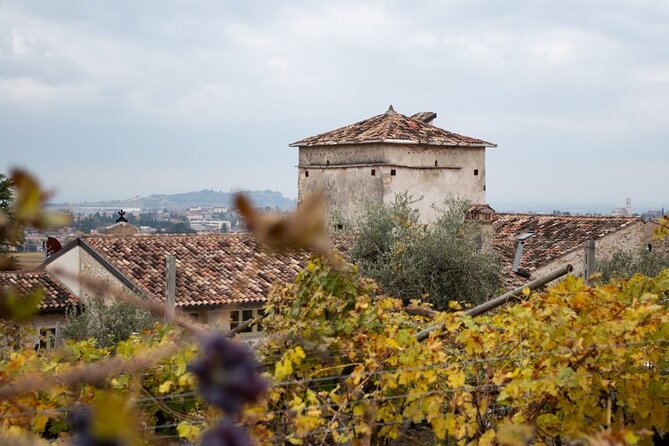 Art & Wine Experience in Valpolicella at Palazzo Montanari - The Olive Oil Tasting and Its Role in the Experience
