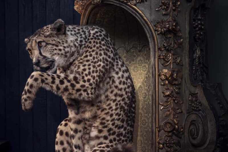 Art Zoo Museum: Art meets nature in a 17th-Century House - Art Meets Nature in a Historic 17th-Century Canal House