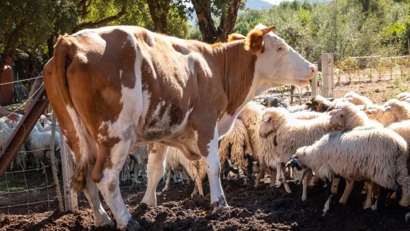 Arzana: Visit to a farm with tasting - Discover the Authentic Spirit of Sardinian Farm Life in Arzana