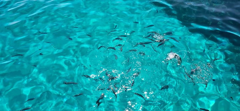 Asinara by Boat: Half-Day Morning Tour among crystal clear waters - Starting Point in Marina di Stintino with Easy Access and Parking