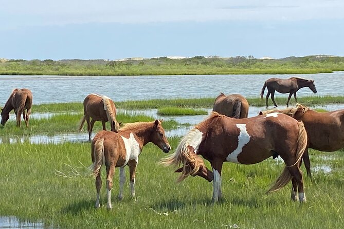 Assateague Island Cruise Departs from Ocean Pines - Discover the Assateague Island Boat Tour from Ocean Pines