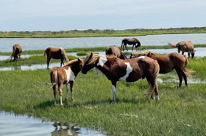 Assateague Island Cruise Departs from Ocean Pines - What to Expect During the 2-Hour Trip