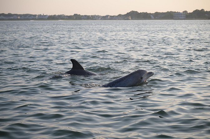 Assateague Island Private Cruise Tour - What Sets This Tour Apart from Similar Options
