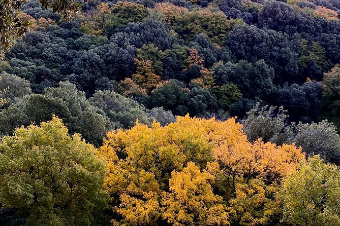 Assisi Best Highlights a Private Tour with Licensed Tour Guide - The Roman Temple of Minerva and Santa Maria sopra Minerva