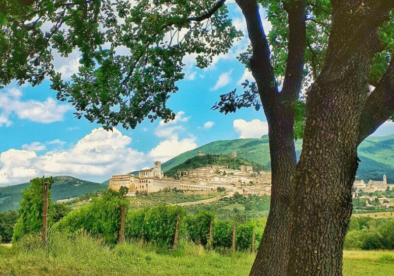 Assisi: Wine tasting, gourmet pairing, walk in the vineyards - Key Points