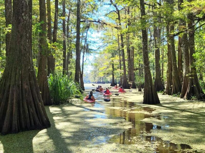 Atchafalaya Basin: 2.5 Hr. Guided Kayak Tour - What the Experience Feels Like and the Guidance Style