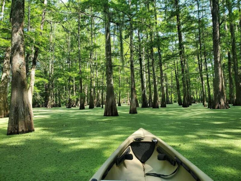 Atchafalaya Basin: 2.5 Hr. Guided Kayak Tour - The Physical Demands and Accessibility