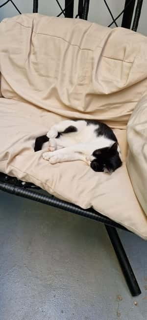 Athens: Cat Cafe Visit with Drink and Sweet - Enjoy a Relaxing Break with Coffee, Sweets, and Friendly Cats in Athens