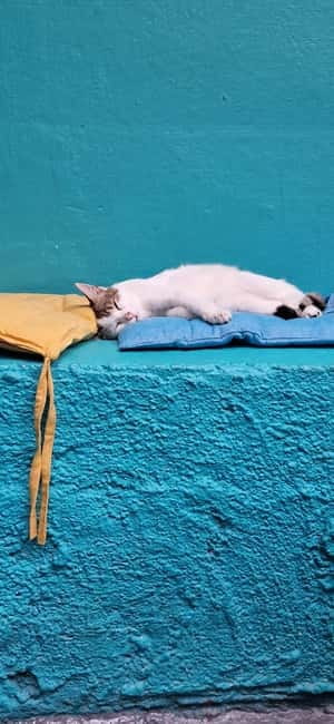 Athens: Cat Cafe Visit with Drink and Sweet - Key Points