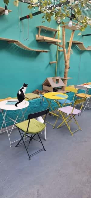 Athens: Cat Cafe Visit with Drink and Sweet - Interacting with Friendly, Adoptable Cats