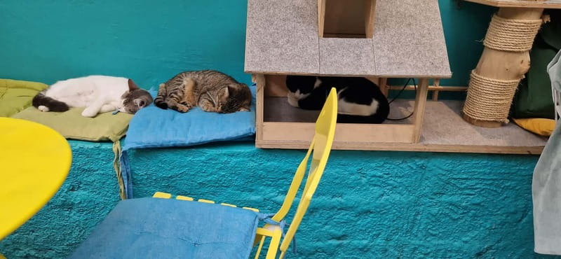 Athens: Cat Cafe Visit with Drink and Sweet - The Mission to Promote Adoption and Animal Welfare