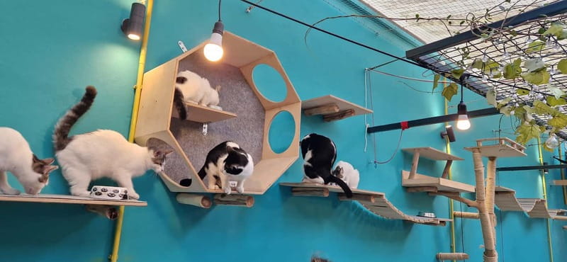Athens: Cat Cafe Visit with Drink and Sweet - A Guide-Led Experience with Friendly, Knowledgeable Staff