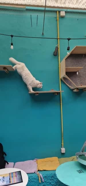 Athens: Cat Cafe Visit with Drink and Sweet - Who Will Love This Tour Most