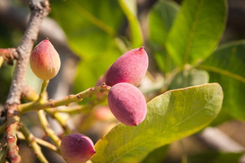 Athens: Guided Day Trip to Aegina Island with Swimming - Tasting Aegina Pistachios and Local Delights