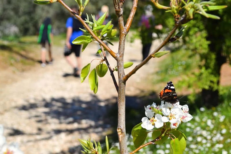 Athens Historical Hiking with Lunch - The Walk and Segments Between Stops
