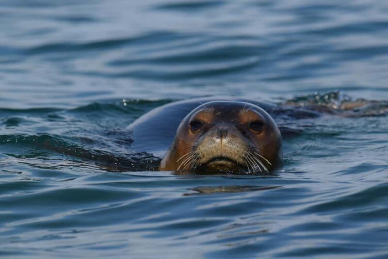 Athens: Lichadonisia Islets Beach Day with Short Boat Ride - An Optional Hydrotherapy Spa Experience at Galini Mitsis Resorts