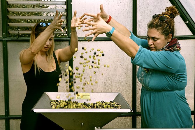 ATHENS OLIVE ESTATE - Olive Oil Workshop with Farm-to-Fork Lunch - Logistics: Comfort and Convenience