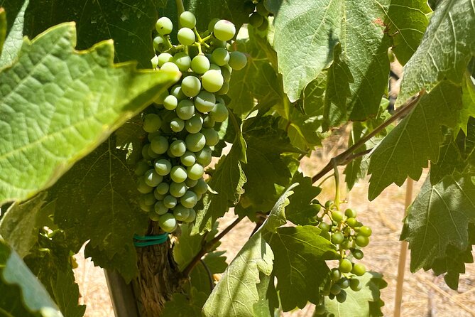 Athens to Nemea Wine Experience Tour - Starting Point and Journey to Nemea