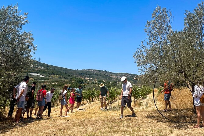 Athens to Nemea Wine Experience Tour - Who Will Enjoy This Tour Most