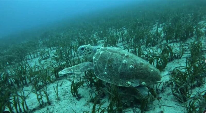 Athens: Try Scuba Diving - Included: Photos, Insurance, and Transportation