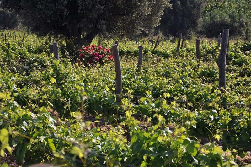 Athens Wine Experience & Sunset Escape - Visiting the Historic Vineyard in Attica