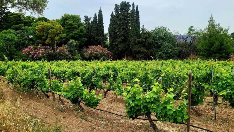 Athens Wine Experience & Sunset Escape - Tasting Greece’s Finest Wines