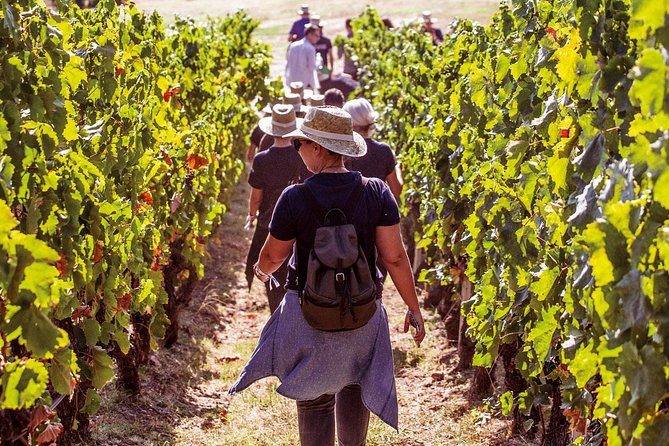 Athens Wine Tour - An Outstanding Full Day Experience For Dedicated Winelovers - An In-Depth Look at the Athens Wine Tour