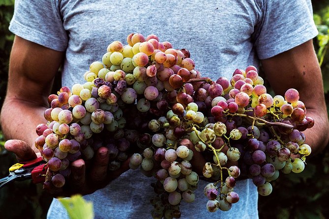 Athens Wine Tour - An Outstanding Full Day Experience For Dedicated Winelovers - The Winery Lunch: A Gastronomic Break