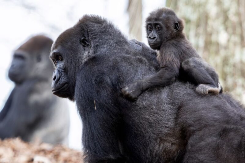 Atlanta CityPASS®: Save up to 49% at 5 Top Attractions - The Chick-fil-A College Football Hall of Fames Interactive Displays