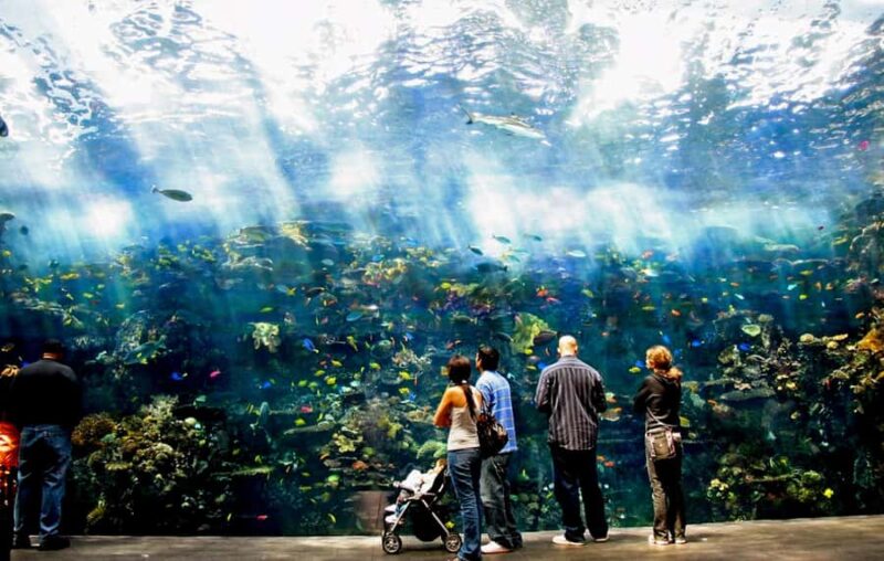 Atlanta: Georgia Aquarium Skip-the-Box-Office Entry Ticket - Explore Atlanta’s Largest Aquarium with Priority Access