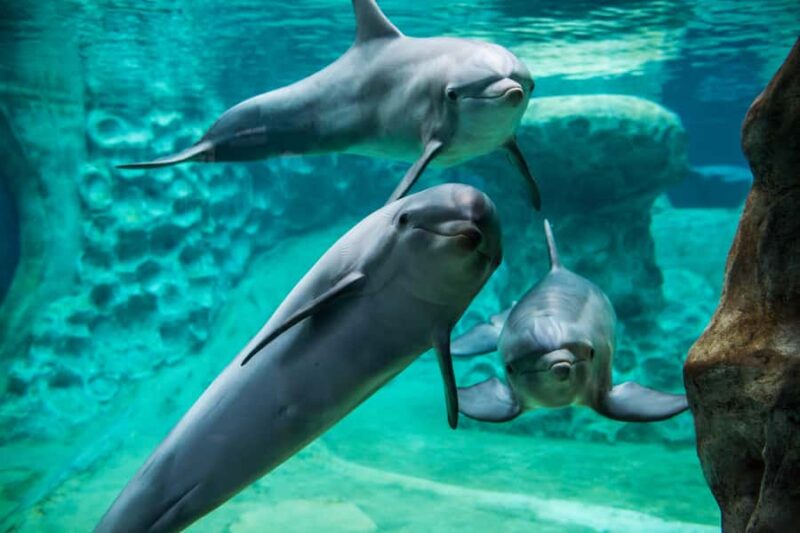 Atlanta: Georgia Aquarium Skip-the-Box-Office Entry Ticket - Practical Details: Meeting Point and Access