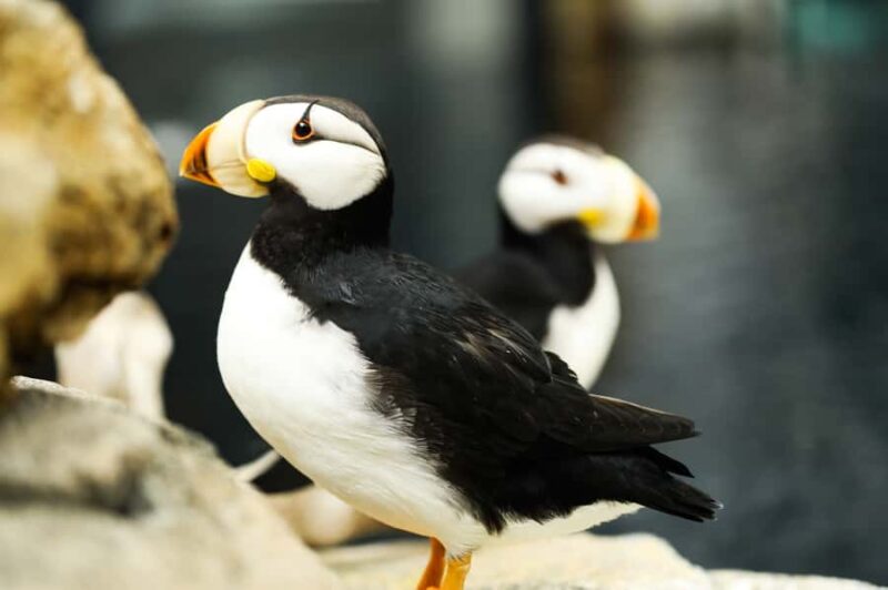 Atlanta: Georgia Aquarium Skip-the-Box-Office Entry Ticket - Timing and Crowd Management Tips