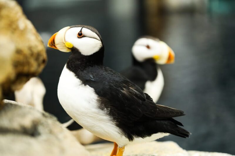 Atlanta: Georgia Aquarium Skip-the-Box-Office Entry Ticket - Food Options and Visitor Amenities