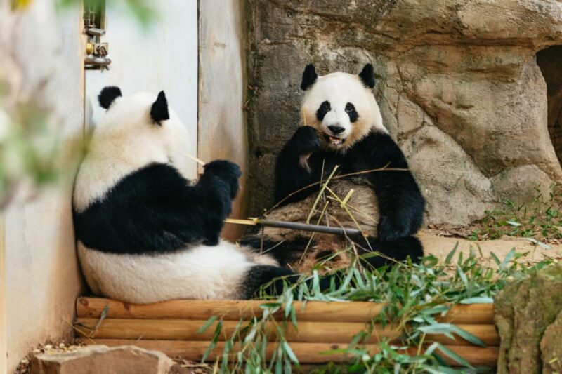 Atlanta: Zoo Atlanta General Admission Ticket - Discover the Animal Collection at Zoo Atlanta