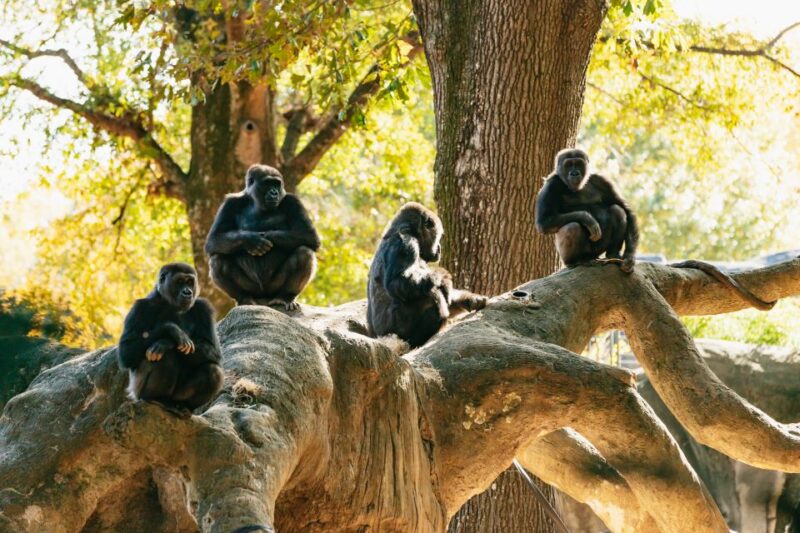 Atlanta: Zoo Atlanta General Admission Ticket - Exploring North America’s Largest Gorilla Population